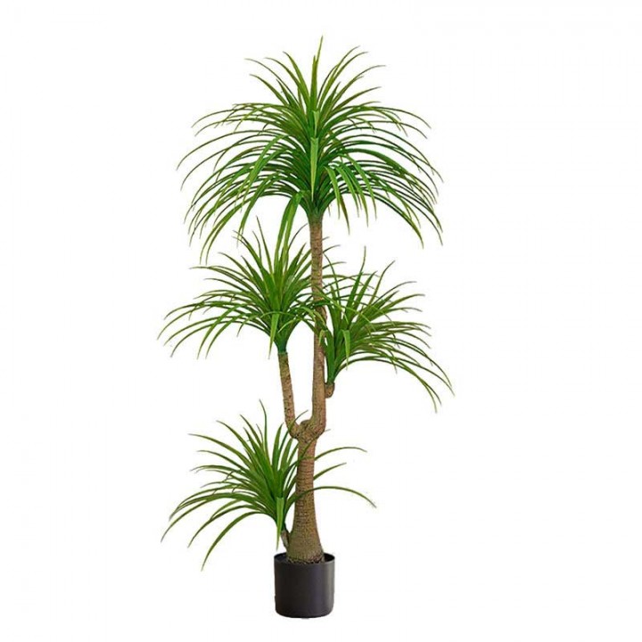 Cây huyết dụ 4 đầu _ 180cm